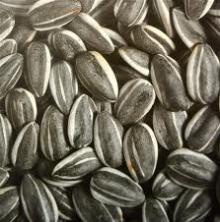  sunflower  seed,  sunflower   oil   seeds 