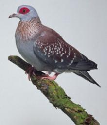 PIGEON BREEDING