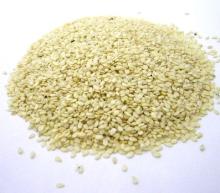  SESAME  SEED