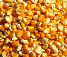 SEED MAIZE WHITE/YELLOW