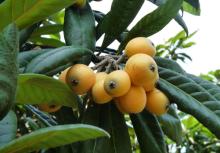 Loquat Leaf Extract