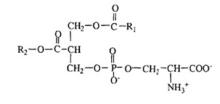 Phosphatidylserine (PS) 8002-43-5