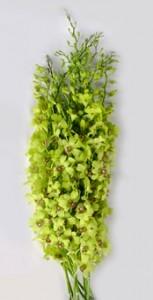 Fresh cut orchids flower wholesale, Dendrobium : Burana green