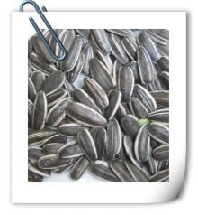 sunflower seeds 5009 24/64 for best quality