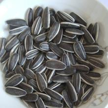 BLACK sunflower seeds in shell 5009 new crop