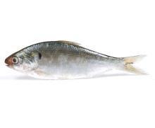 Dotted  gizzard  shad (duyen.gmf)