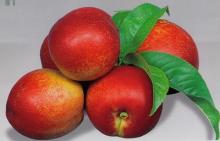  Nectarine s