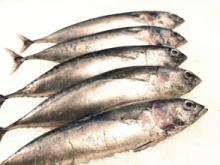 Bullet Tuna - Auxis Thazard Thazard
