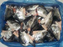 Salmon Heads 400g+