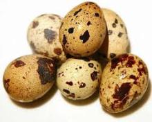  fresh   quail  eggs