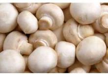 Hot Sell Grade A Frozen  Mushroom 