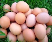 Best Fresh White Egg Fresh Brown Egg