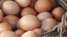 FRESH TABLE BROWN CHICKEN EGGS