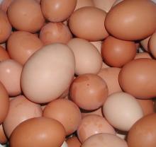 FRESH WHITE /BROWN SHELL EGG