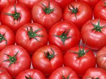 Best Quality Fresh Tomato