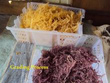 Malaysia Seaweed Super brand from Sampoerna Sabah
