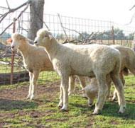  SHEEP S