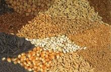 Pumkin Seeds | Watermelon Seeds | Chia Seeds | Sunflower Seeds
