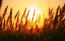 WHEAT, wheat