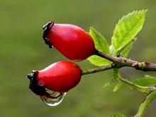 Rosehip Powder, Extract, Concentrate, Seed Powder, Blossom Extract, Fruit Powder