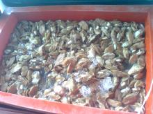 Boiled frozen abalone