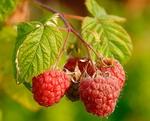  Red   Raspberry   Powder ,  Extract , Concentrate, Fruit  Powder , Juice  Powder , Capsules, Juice Concentrate