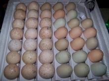 Fertile and Fresh Hatching Eggs