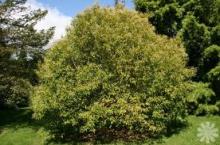 Ligustrum Lucidum Powder, Extract, Concentrate, Plant Extract