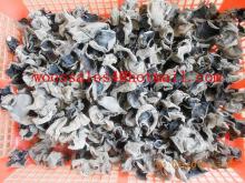 dried  white  back  black   fungus 