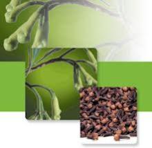  Clove s  Spice s