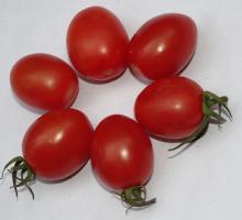 Hot sale Fresh Cherry Tomato Little tomato