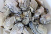 IQF  Oyster  Meat, Individual Quick Freezing  Oyster  Meat, China  Frozen   Oyster  Meat