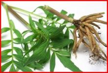 Valerian Powder, Extract, Concentrate, Plant Extract, Capsule, Tablet