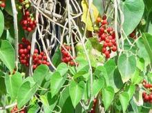 Guduchi Powder, Extract, Concentrate, Plant Extract
