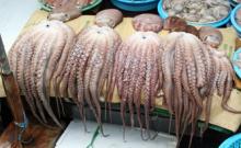 Octopus, Frozen Octopus For Sale