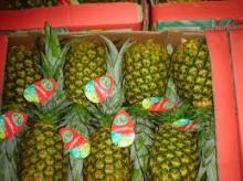  Fresh   Pineapple 