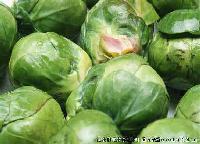 Fresh  round   cabbage 