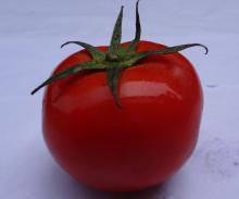 Fresh Tomato