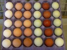 Fresh Eggs