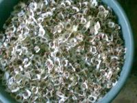 moringa seeds pkm1