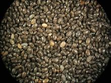 Chia Seeds - Black and White