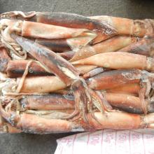  Frozen  illex squid for  fish ing