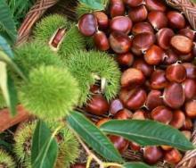 high quality chestnut