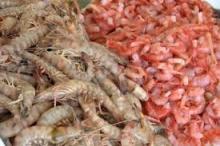  Shrimps  and  Prawns 