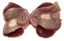 chicken gizzards