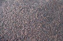 black pepper