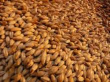 Barley for human Consumption as well as  Animal   Fodder  purpose
