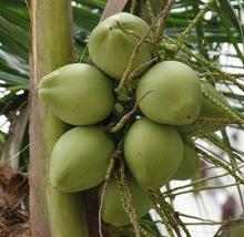 Green Young Coconut