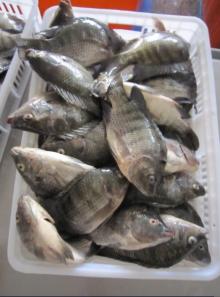 Frozen Tilapia Whole Round