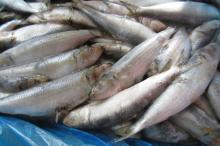 Sardine